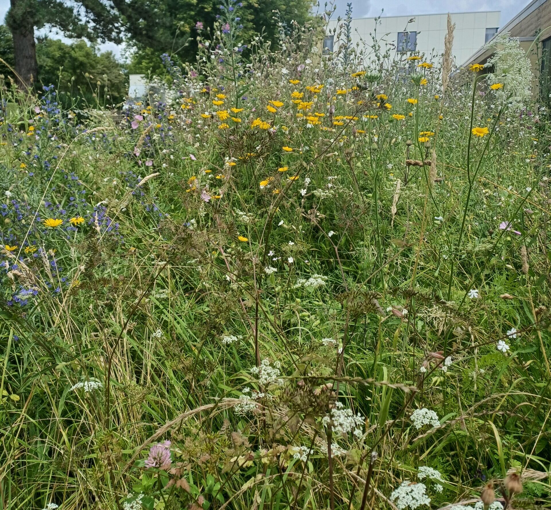 Wildblumensaum