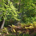 Waldfest am Jägerhäuschen