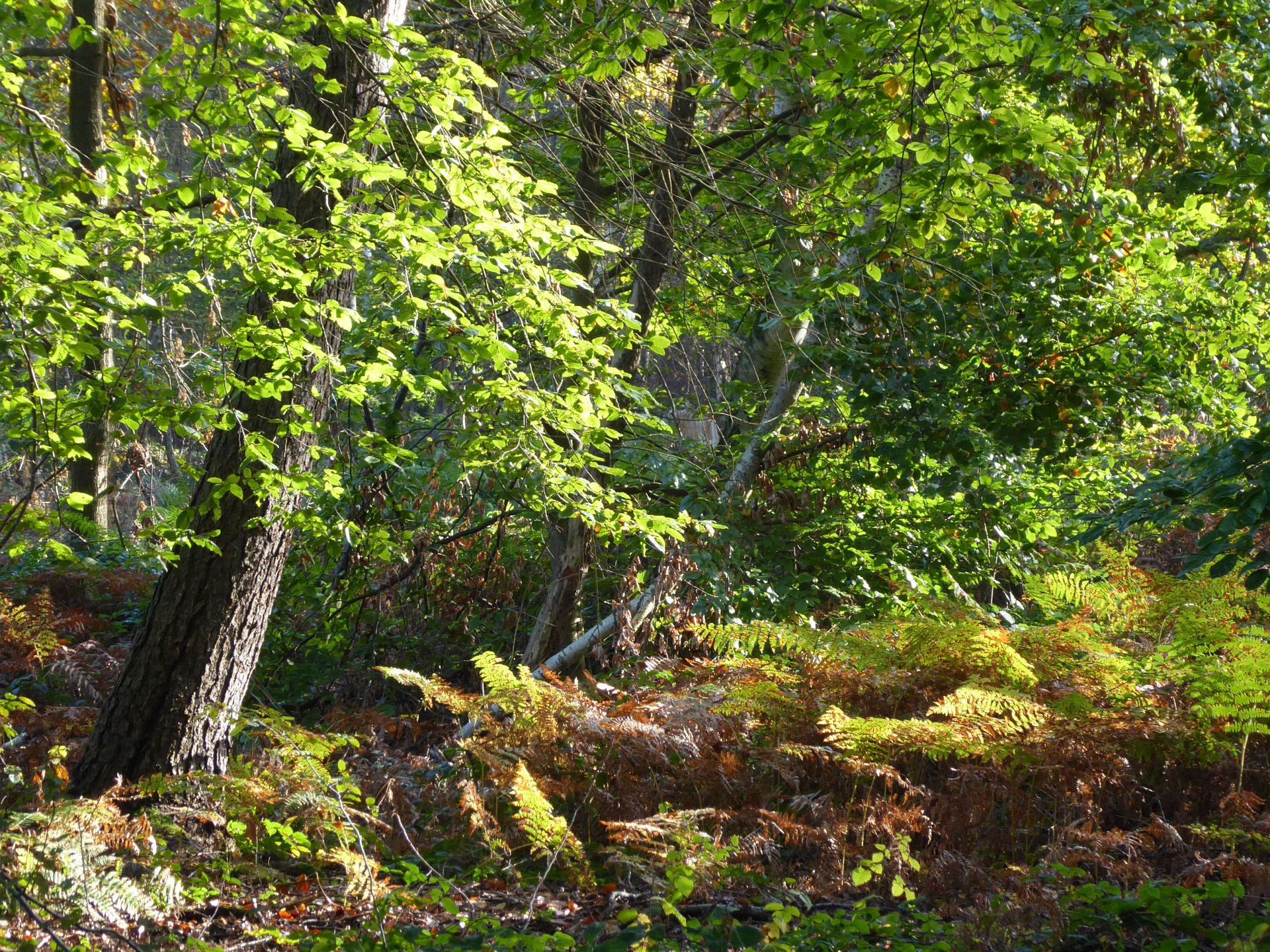 Kinder-Führung in Brühl-Heide