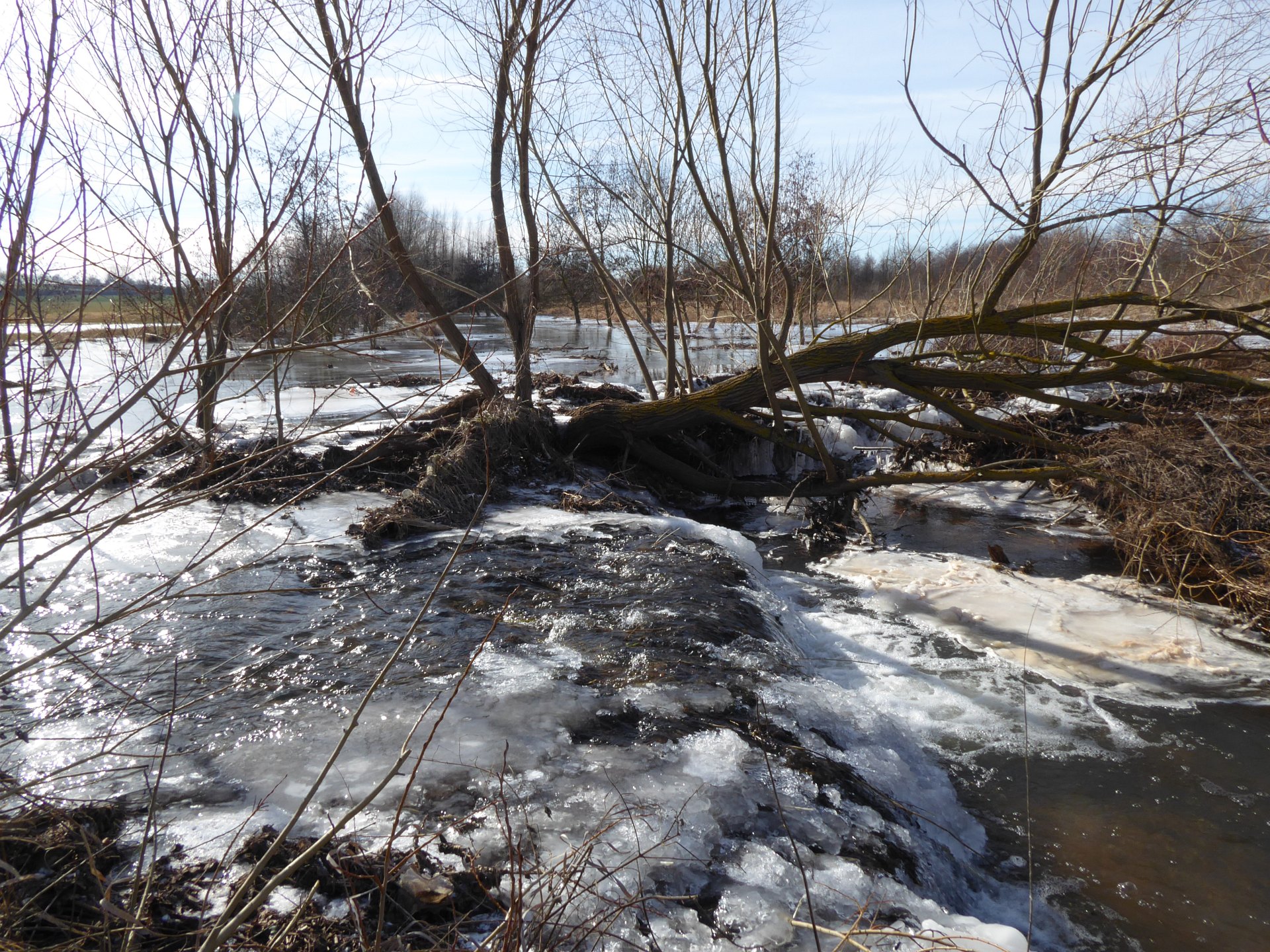 Gehölze im Winter